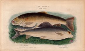 Trout,Parr,Grayling, 1883 Victorian Antique Colour Book Plate.
