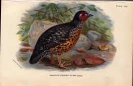 Manipur Painted Bush Quail Antique 1896 WR Ogilvie Grant Print.