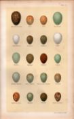 Redstart, Robin, Nightingale, Flycatcher, Bird Eggs Victorian Antique Print 51.