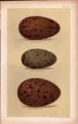 Black Red Throated Diver Bird Eggs Victorian Antique Print-21.