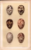 Sandwich, Sooty, Tern Bird Eggs Victorian Antique Print-30.