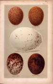 Egyptian Vulture Iceland Falcon 1896 Antique Bird Egg Print-1.
