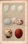 Harrier Kite Buzzard Falcon 1896 Antique Bird Eggs Print-5.