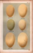 Harlequin Surf Smew Goosander Duck Eggs Victorian Antique Print-15.