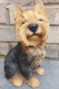 Sitting Yorkshire Terrier