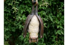 Hanging Bat Ornament