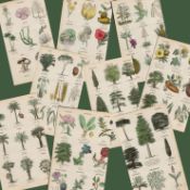 Rare James Reynolds 14 Antique Prints Vegetable, Tree & Plant Kingdom
