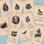 Collection 15 Victorian Antique Print British Birds by William Yarrell Prints