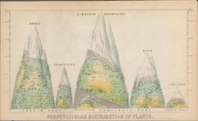 Rare James Reynolds Antique Victorian Perpendicular Distribution of Plants.