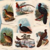 Collection 14 Antique Pheasant Birds 1896 WR Ogilvie Grant Prints.