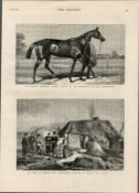 Inspecting a Farm Holding Limerick Ireland 1881 Antique Print.