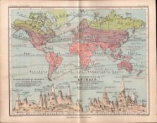 World Distribution of Animals 1871 Victorian WK Johnston Antique Print.