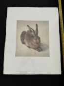 Young Hare - Albrecht Durer Sealed