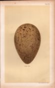 Great Auk Sea Bird Egg Victorian Antique Coloured Print-28.