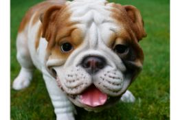 Cocking Bulldog Ornament
