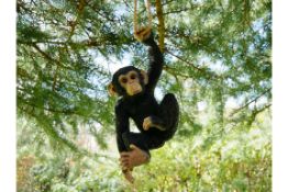 Hanging Chimp Garden Ornament