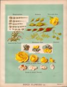 Piped Cake Roses T. Percy Lewis & A.G Bromley Antique Chromolithograph Print.