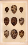 Avocet, Turnstone, Oystercatcher Bird Eggs Victorian Antique Print 38.
