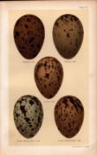 Herring, Iceland, Lesser Black, Gull Bird Eggs Victorian Antique Print-33.