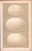 Bean & Grey Lag Goose Victorian Antique Bird Eggs Print-8.