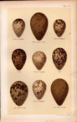 Sandpiper, Ruff, Godwit, Bird Eggs Victorian Antique Print 42