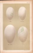 Cormorant Gannet Pelican Shag Bird Eggs Victorian Antique Print-19
