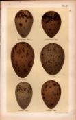 Richardson’s, Buffon’s, Pomerine Skua Bird Eggs Victorian Antique Print-3