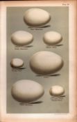Manx Dusky Great Shearwater Bird Eggs Victorian Antique Print-20.