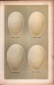 Brent Barnacle Pink Footed Victorian Antique Goose Eggs Print-10.