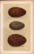 Black Red Throated Diver Bird Eggs Victorian Antique Prin