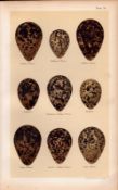 An Antique Chromolithographed Print Removed from a Disbound Book Entitled. Henry Seebohm Coloure...