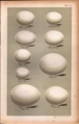 Barn ,Snow ,Eagle Tawny Owl 1896 Victorian Antique Bird Eggs Print-6.