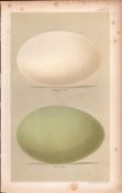 Whooper & Mute Swan Victorian Antique Bird Eggs Print-7.
