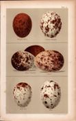 Falcon Buzzard Osprey Kite 1896 Victorian Antique Bird Eggs Print-3.