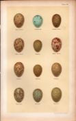Song, Siberian, Mistle, Blackbird Thrush Bird Eggs Victorian Antique Print 50.