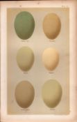 Mallard Pintail Tufted Bird Eggs Victorian Antique Print-13.