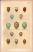 Black Billed Great Spotted Yellow Cuckoo Bird Eggs Victorian Antique Print 49.
