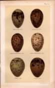 Adriatic, Common, Black Headed Gull Bird Eggs Victorian Antique Print-34