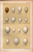 Hairy Downy Roller Green Wryneck Woodpecker Bird Eggs Victorian Antique Print 48