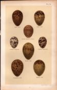 Bonaparte, Ross’s, Sabines Gull Bird Eggs Victorian Antique Print-36