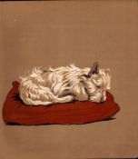 Cecil Aldin Original Antique Illustration Mac a White West Highland Terrier-23.