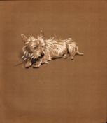 Cecil Aldin Original Antique Illustration Mac a White West Highland Terrier-19.