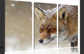 3 Piece Fox In The Snow Canvas Picture