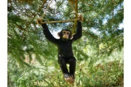 Climbing Monkey Themed Ornament