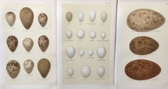 Collection 25+ Victorian 1896 Antique Henry Seebohm Bird Eggs Prints.