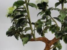Jade Bonsai Plant