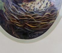 Group of 3 Fine Bird Paintings by Liz Garnett-Orme (British, Contemporary)