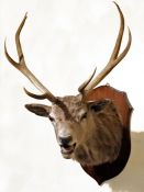 A mounted taxidermy red deer stag, 8-points, 100h x 67w x 80d cm, in good condition