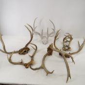 Deer antlers