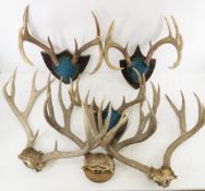 6 Deer Rack Mounts, Large Mule Deer rack
